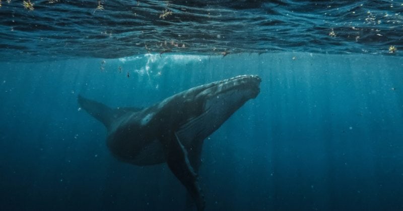 Bitcoin OG Owen Gunden moves $372M in BTC, first batch hits Kraken