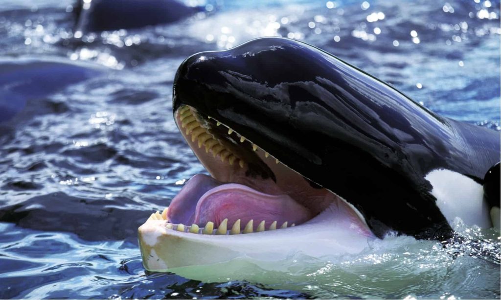 Bitcoin Whales Scoop Up BTC At $71K