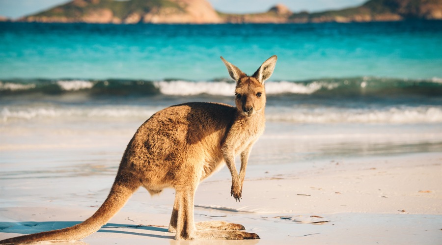 Are Crypto Investors More Vulnerable to Scams? ASIC’s Warning Indicates So